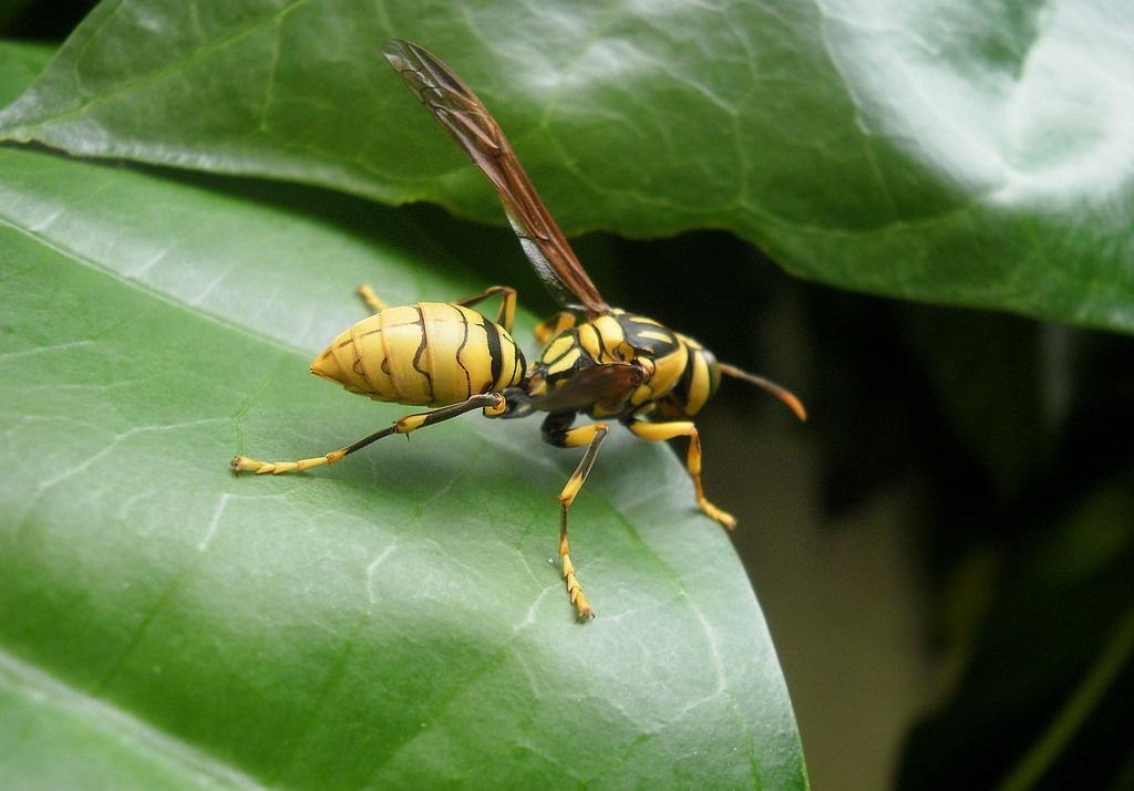 虎頭蜂有幾種（虎頭蜂長啥樣）