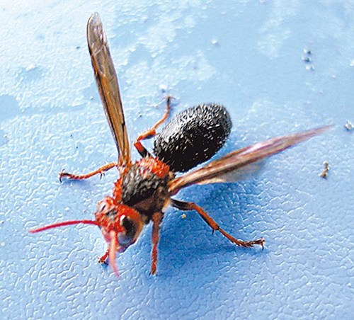 虎頭蜂有幾種（虎頭蜂長啥樣）