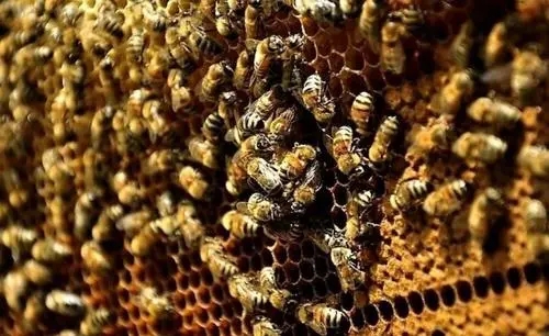 偵查蜂從來(lái)都不采蜜嗎（蜜蜂偵查蜂每天都有嗎）