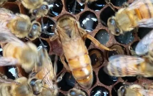 偵查蜂從來(lái)都不采蜜嗎（蜜蜂偵查蜂每天都有嗎）