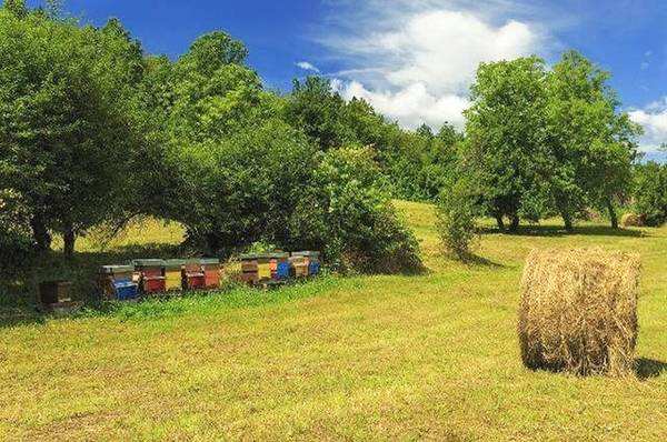 新手養蜂如何防止分蜂熱？