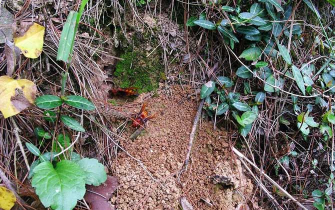 日本大黃蜂和中國大虎頭蜂誰最強（虎頭蜂vs日本大黃蜂誰厲害？）