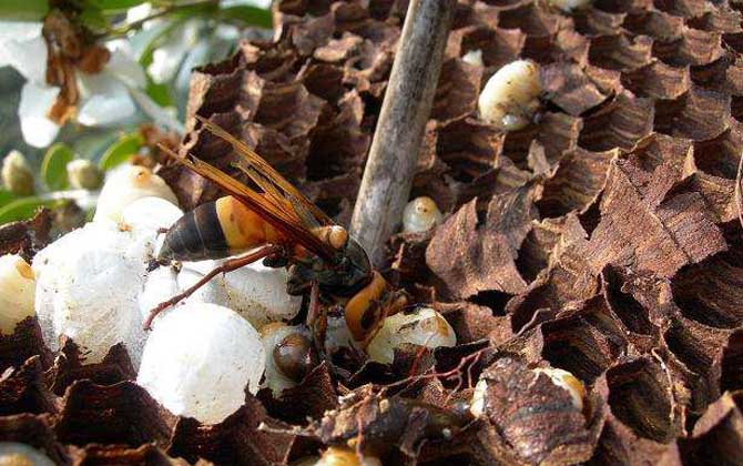 黑尾胡蜂毒性大嗎（黑尾胡蜂蟄了的后果和處理辦法）