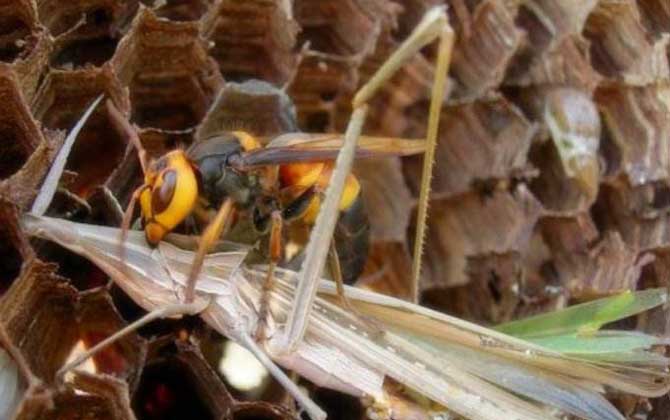 黑尾胡蜂毒性大嗎（黑尾胡蜂蟄了的后果和處理辦法）