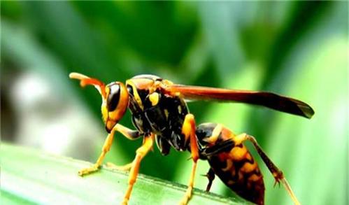 黃腰虎頭蜂有多長(zhǎng)（黃腰虎頭蜂的體型）