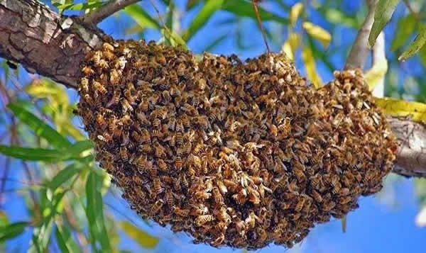 為什么夏天蜜蜂易飛逃？