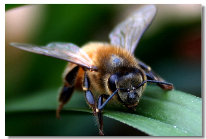 蜂王與工蜂能繁殖后代嗎（蜂王和工蜂同時(shí)產(chǎn)卵，這是什么情況）