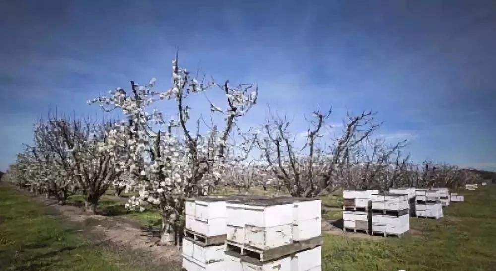 中華蜜蜂的飼養技術