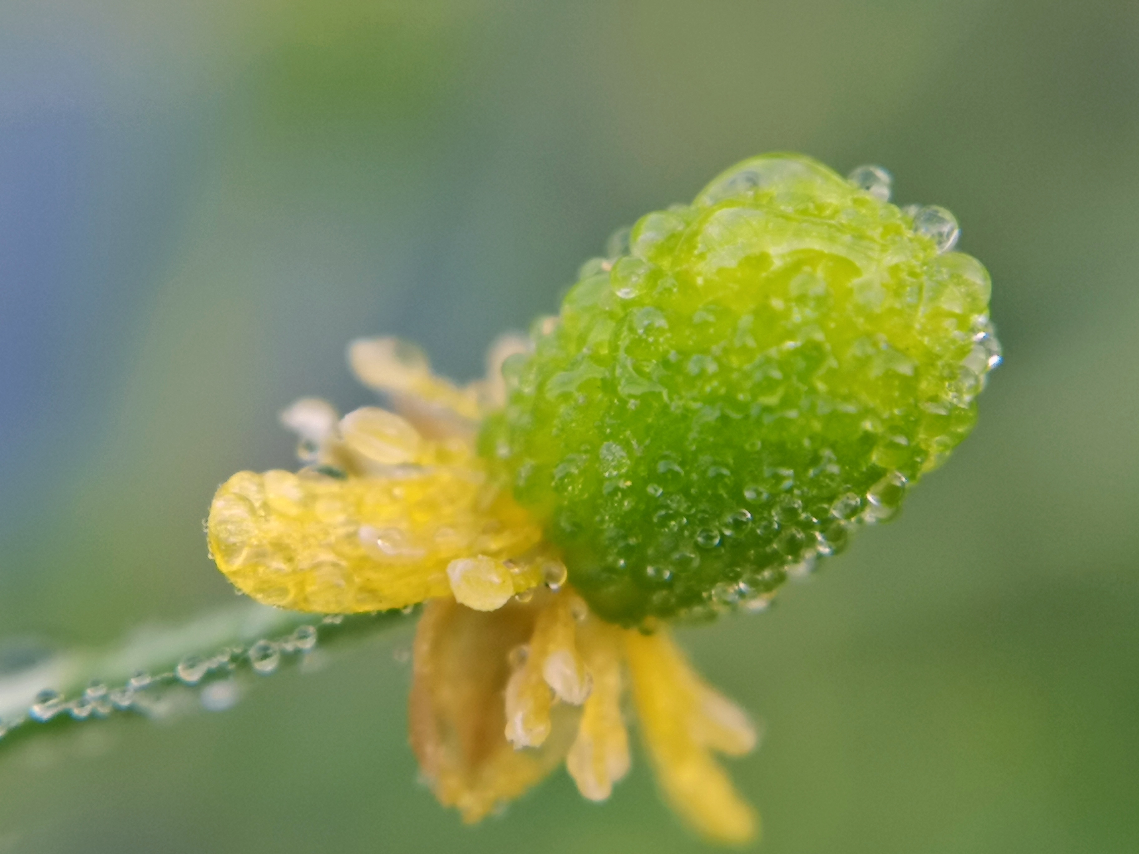 蜜蜂的花粉是干嘛用的（蜜蜂用花粉來干嘛）