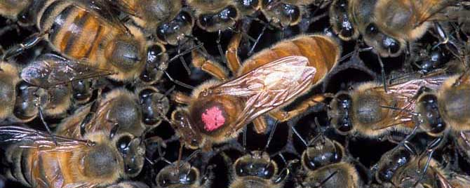 沒(méi)蜜蜂直接買個(gè)蜂王可以喂養(yǎng)嗎