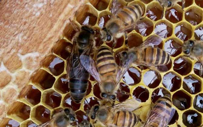 為什么蜜蜂中蜂王出臺(tái)后是黑色的（中華蜜蜂蜂王剛出臺(tái)怎么會(huì)是黑色的）