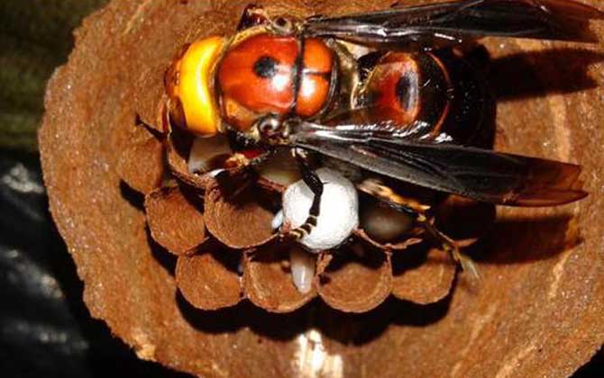 發現馬蜂窩怎么處理最安全（怎么處理馬蜂窩最徹底）