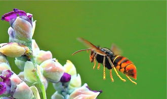 家里有牛角蜂怎么辦（家里來牛角蜂什么預兆）