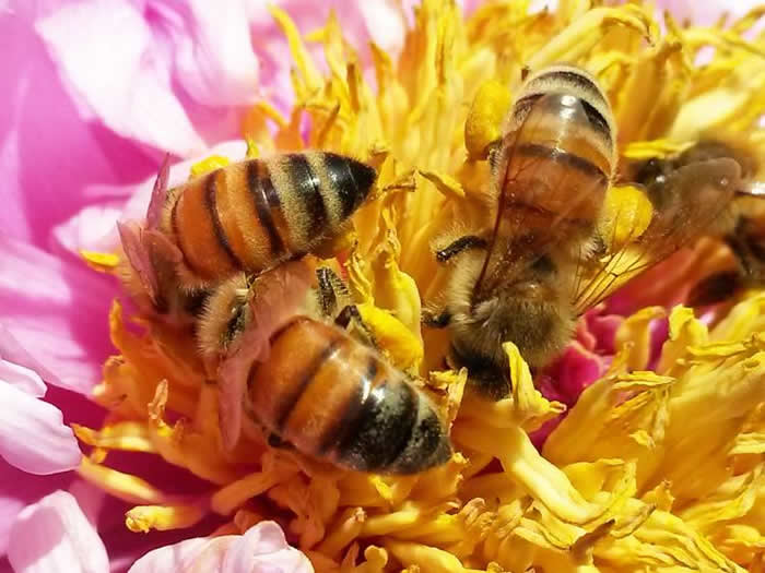 【蜜蜂知識(shí)】蜜蜂采蜜對(duì)花有什么好處？