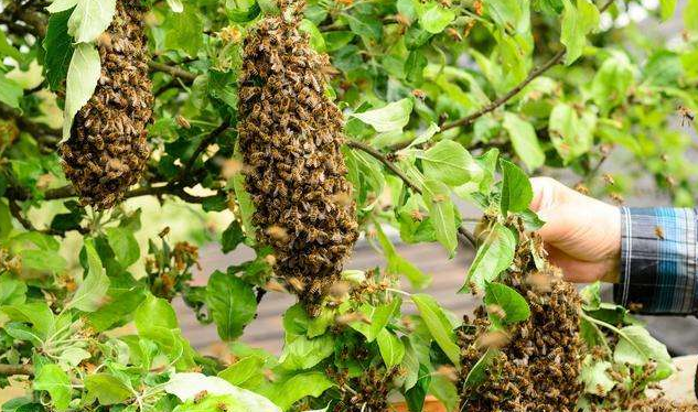 中蜂自然分蜂是什么時(shí)候（中蜂幾月份自然分蜂）