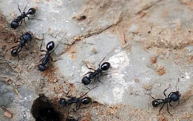 蜜蜂和螞蟻的相同之處是什么（蜜蜂和螞蟻的區(qū)別是什么）