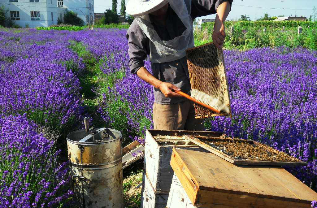 最好的蜂蜜在哪里（盤點世界各地的知名蜂蜜）
