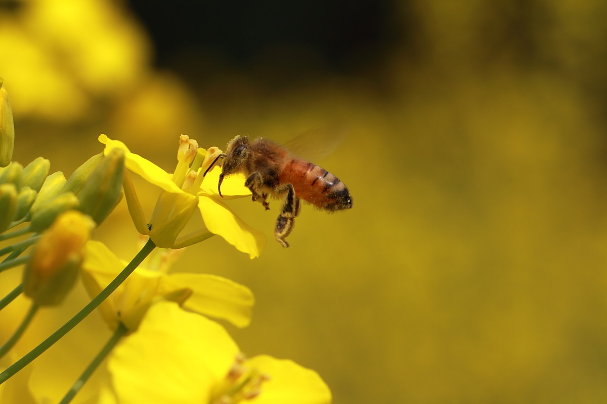 土蜂和蜜蜂的區(qū)別是什么？(中蜂和土蜂是一樣嗎)
