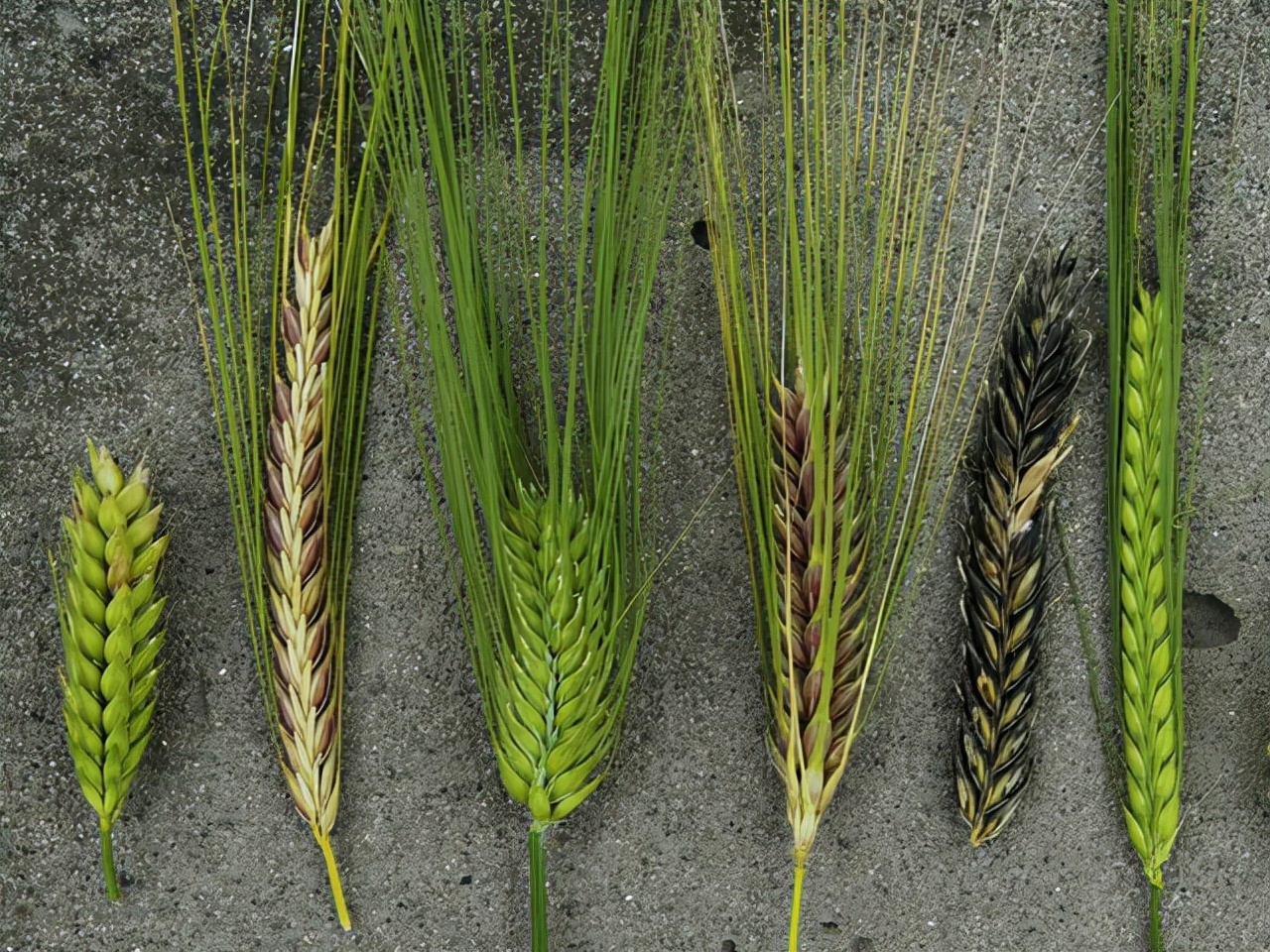 地球上最成功的植物，1萬(wàn)年前操縱智人，占地面積將近10個(gè)英國(guó)