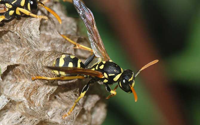 晚上捅完馬蜂窩馬蜂去哪了