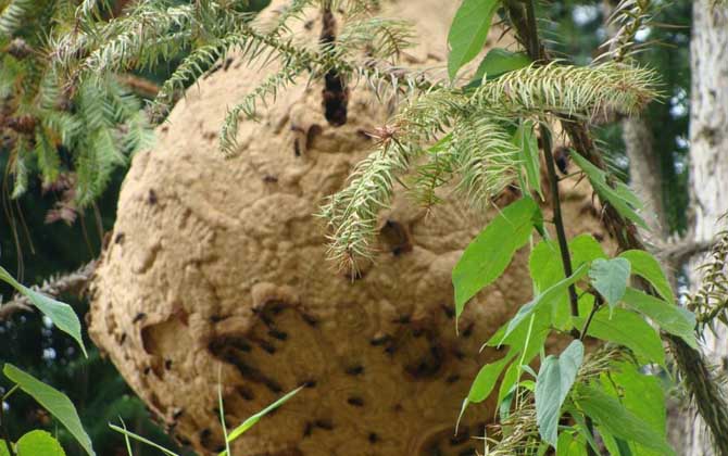 晚上捅完馬蜂窩馬蜂去哪了