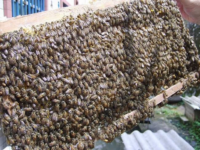 如何檢查蜂群？