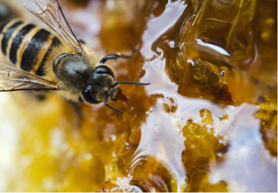蜂蜜是蜜蜂的排泄物嗎（蜂蜜是怎么來(lái)的）