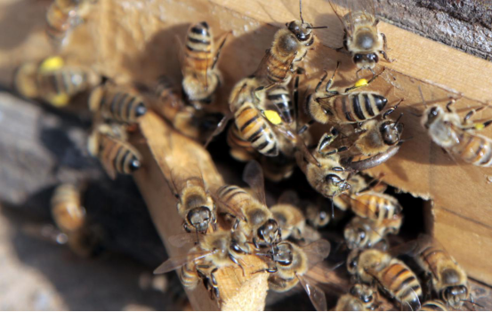 蜂蜜是蜜蜂的排泄物嗎（蜂蜜是怎么來(lái)的）