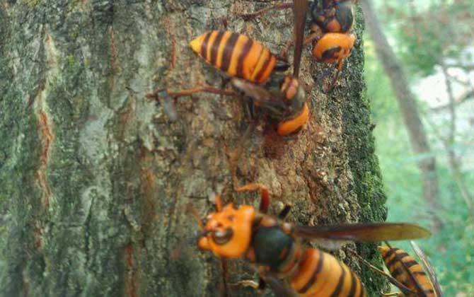 黑尾虎頭蜂多少錢一只（黑尾虎頭蜂市場(chǎng)價(jià)）