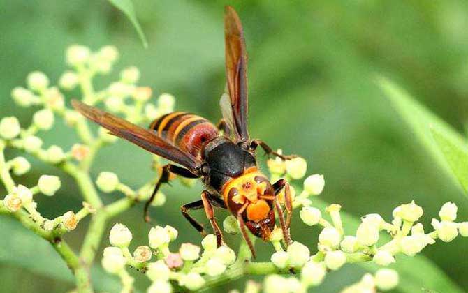 黑尾虎頭蜂多少錢一只（黑尾虎頭蜂市場(chǎng)價(jià)）