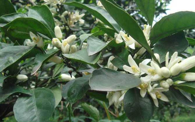 蜜源植物一覽表