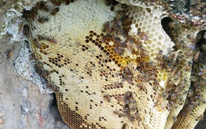 養(yǎng)中蜂最忌些什么東西？(中蜂養(yǎng)殖的注意事項(xiàng))