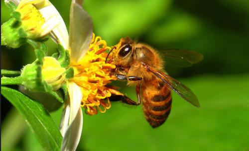 被蜜蜂蜇了是好兆頭嗎？