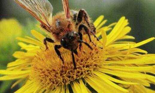 被蜜蜂蜇了是好兆頭嗎？