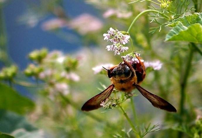 被蜜蜂蜇了是好兆頭嗎？