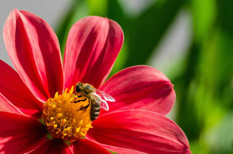 蜜蜂的資料有哪些內容？