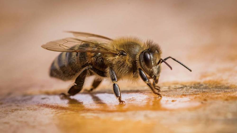 新手養蜂怎么樣投食（養蜂人飼喂蜂群的小技巧）