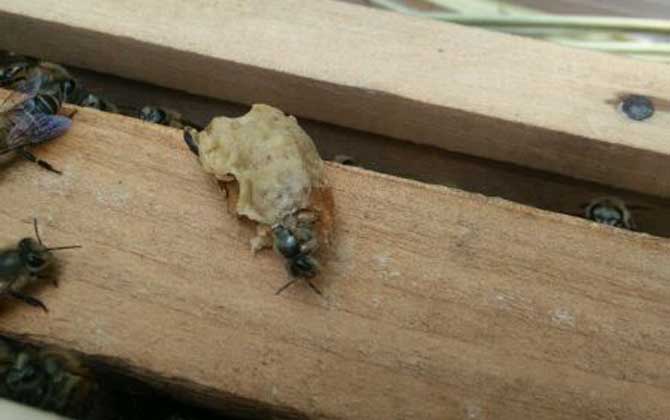 <p>     工蜂產(chǎn)卵是養(yǎng)蜂生產(chǎn)中經(jīng)常遇到的事情，尤以蜂群失王且不能急造王臺(tái)時(shí)最為普遍，事實(shí)上工蜂也是具備一定生殖能力的雌蜂，有時(shí)工蜂產(chǎn)的卵甚至還能被急造成王臺(tái)，下面一起來看一看工蜂產(chǎn)的王臺(tái)是不是蜂王吧！ </p> <p style="TEXT-ALIGN: center">     <img alt="王臺(tái)"  data-cke-saved-src="http://www.kumifeng.com/uploadfile/2019/0716/20190716071017323.jpg"/> src="http://www.kumifeng.com/uploadfile/2019/0716/20190716071017323.jpg"/> </p> <p>     <strong>一、性別</strong> </p> <p>     工蜂和蜂王一樣是受精卵發(fā)育成的雌性蜜蜂，但工蜂的生殖器官發(fā)育并不完善，事實(shí)上導(dǎo)致這種差異的根本原因是工蜂和蜂王在幼蟲期的食物不同，其中蜂王始終以蜂王漿為食并能完成生殖器官的發(fā)育，而工蜂在吃三天蜂王漿之后就只能以花粉和花蜜為食。 </p> <p style="TEXT-ALIGN: center">     <img alt="王臺(tái)"  data-cke-saved-src="http://www.kumifeng.com/uploadfile/2019/0716/20190716071026507.jpg"/> src="http://www.kumifeng.com/uploadfile/2019/0716/20190716071026507.jpg"/> </p> <p>     <strong>二、產(chǎn)卵</strong> </p> <p>     工蜂實(shí)際上是具備一定生殖能力的雌性蜜蜂，當(dāng)蜂群中有蜂王時(shí)工蜂卵巢發(fā)育會(huì)受到蜂王分泌的蜂王信息素所抑制，而且即便是有少數(shù)工蜂在產(chǎn)卵這些工蜂的卵也會(huì)被蜂王清理掉，一旦蜂群失王且無法急造王臺(tái)來培育新王時(shí)大量工蜂便會(huì)因卵巢發(fā)育而產(chǎn)卵。 </p> <p style="TEXT-ALIGN: center">     <img alt="王臺(tái)"  data-cke-saved-src="http://www.kumifeng.com/uploadfile/2019/0716/20190716071035956.jpg"/> src="http://www.kumifeng.com/uploadfile/2019/0716/20190716071035956.jpg"/> </p> <p>     <strong>三、造臺(tái)</strong> </p> <p>     蜂群失王后工蜂能用工蜂小幼蟲來急造王臺(tái)，但前提是群勢(shì)要足夠強(qiáng)且蜂群中有適齡工蜂小幼蟲，一旦蜂群不能急造王臺(tái)則大量工蜂開始產(chǎn)卵且少數(shù)工蜂卵也能完成孵化，若此時(shí)蜂群仍有強(qiáng)烈的育王意念時(shí)甚至還能看到工蜂用工蜂卵孵化成的幼蟲急造王臺(tái)。 </p> <p style="TEXT-ALIGN: center">     <img alt="王臺(tái)"  data-cke-saved-src="http://www.kumifeng.com/uploadfile/2019/0716/20190716071045833.jpg"/> src="http://www.kumifeng.com/uploadfile/2019/0716/20190716071045833.jpg"/> </p> <p>     <strong>四、論述</strong> </p> <p>     工蜂產(chǎn)卵急造成的王臺(tái)絕對(duì)不能培育出蜂王，原因是工蜂的生殖器官發(fā)育不完善且只能產(chǎn)未受精卵，這些未受精卵就算能順利孵化也只能發(fā)育成雄蜂，而蜂王則必須是由受精卵發(fā)育成且終身以蜂王漿為食的雌蜂，另外工蜂卵急造的王臺(tái)很快會(huì)被蜂群破壞掉。 </p> <p>     綜上所述，蜂群失王后工蜂雖然能因卵巢發(fā)育而產(chǎn)卵，但只能產(chǎn)未受精卵(卵細(xì)胞)且只能發(fā)育成雄蜂，因此工蜂產(chǎn)卵急造的王臺(tái)絕對(duì)不能培育出蜂王，而且在這些王臺(tái)羽化之前往往會(huì)被蜂群破壞掉。 </p>