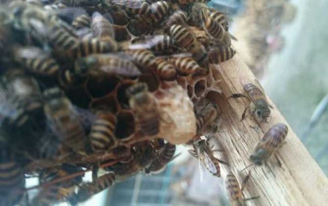 <p>     工蜂產(chǎn)卵是養(yǎng)蜂生產(chǎn)中經(jīng)常遇到的事情，尤以蜂群失王且不能急造王臺(tái)時(shí)最為普遍，事實(shí)上工蜂也是具備一定生殖能力的雌蜂，有時(shí)工蜂產(chǎn)的卵甚至還能被急造成王臺(tái)，下面一起來看一看工蜂產(chǎn)的王臺(tái)是不是蜂王吧！ </p> <p style="TEXT-ALIGN: center">     <img alt="王臺(tái)"  data-cke-saved-src="http://www.kumifeng.com/uploadfile/2019/0716/20190716071017323.jpg"/> src="http://www.kumifeng.com/uploadfile/2019/0716/20190716071017323.jpg"/> </p> <p>     <strong>一、性別</strong> </p> <p>     工蜂和蜂王一樣是受精卵發(fā)育成的雌性蜜蜂，但工蜂的生殖器官發(fā)育并不完善，事實(shí)上導(dǎo)致這種差異的根本原因是工蜂和蜂王在幼蟲期的食物不同，其中蜂王始終以蜂王漿為食并能完成生殖器官的發(fā)育，而工蜂在吃三天蜂王漿之后就只能以花粉和花蜜為食。 </p> <p style="TEXT-ALIGN: center">     <img alt="王臺(tái)"  data-cke-saved-src="http://www.kumifeng.com/uploadfile/2019/0716/20190716071026507.jpg"/> src="http://www.kumifeng.com/uploadfile/2019/0716/20190716071026507.jpg"/> </p> <p>     <strong>二、產(chǎn)卵</strong> </p> <p>     工蜂實(shí)際上是具備一定生殖能力的雌性蜜蜂，當(dāng)蜂群中有蜂王時(shí)工蜂卵巢發(fā)育會(huì)受到蜂王分泌的蜂王信息素所抑制，而且即便是有少數(shù)工蜂在產(chǎn)卵這些工蜂的卵也會(huì)被蜂王清理掉，一旦蜂群失王且無法急造王臺(tái)來培育新王時(shí)大量工蜂便會(huì)因卵巢發(fā)育而產(chǎn)卵。 </p> <p style="TEXT-ALIGN: center">     <img alt="王臺(tái)"  data-cke-saved-src="http://www.kumifeng.com/uploadfile/2019/0716/20190716071035956.jpg"/> src="http://www.kumifeng.com/uploadfile/2019/0716/20190716071035956.jpg"/> </p> <p>     <strong>三、造臺(tái)</strong> </p> <p>     蜂群失王后工蜂能用工蜂小幼蟲來急造王臺(tái)，但前提是群勢(shì)要足夠強(qiáng)且蜂群中有適齡工蜂小幼蟲，一旦蜂群不能急造王臺(tái)則大量工蜂開始產(chǎn)卵且少數(shù)工蜂卵也能完成孵化，若此時(shí)蜂群仍有強(qiáng)烈的育王意念時(shí)甚至還能看到工蜂用工蜂卵孵化成的幼蟲急造王臺(tái)。 </p> <p style="TEXT-ALIGN: center">     <img alt="王臺(tái)"  data-cke-saved-src="http://www.kumifeng.com/uploadfile/2019/0716/20190716071045833.jpg"/> src="http://www.kumifeng.com/uploadfile/2019/0716/20190716071045833.jpg"/> </p> <p>     <strong>四、論述</strong> </p> <p>     工蜂產(chǎn)卵急造成的王臺(tái)絕對(duì)不能培育出蜂王，原因是工蜂的生殖器官發(fā)育不完善且只能產(chǎn)未受精卵，這些未受精卵就算能順利孵化也只能發(fā)育成雄蜂，而蜂王則必須是由受精卵發(fā)育成且終身以蜂王漿為食的雌蜂，另外工蜂卵急造的王臺(tái)很快會(huì)被蜂群破壞掉。 </p> <p>     綜上所述，蜂群失王后工蜂雖然能因卵巢發(fā)育而產(chǎn)卵，但只能產(chǎn)未受精卵(卵細(xì)胞)且只能發(fā)育成雄蜂，因此工蜂產(chǎn)卵急造的王臺(tái)絕對(duì)不能培育出蜂王，而且在這些王臺(tái)羽化之前往往會(huì)被蜂群破壞掉。 </p>