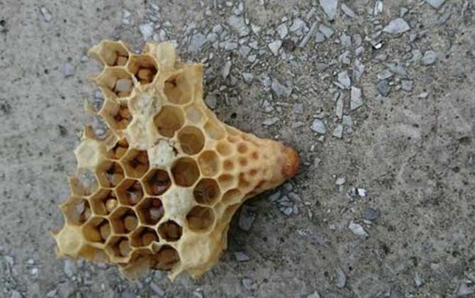 <p>     工蜂產(chǎn)卵是養(yǎng)蜂生產(chǎn)中經(jīng)常遇到的事情，尤以蜂群失王且不能急造王臺(tái)時(shí)最為普遍，事實(shí)上工蜂也是具備一定生殖能力的雌蜂，有時(shí)工蜂產(chǎn)的卵甚至還能被急造成王臺(tái)，下面一起來看一看工蜂產(chǎn)的王臺(tái)是不是蜂王吧！ </p> <p style="TEXT-ALIGN: center">     <img alt="王臺(tái)"  data-cke-saved-src="http://www.kumifeng.com/uploadfile/2019/0716/20190716071017323.jpg"/> src="http://www.kumifeng.com/uploadfile/2019/0716/20190716071017323.jpg"/> </p> <p>     <strong>一、性別</strong> </p> <p>     工蜂和蜂王一樣是受精卵發(fā)育成的雌性蜜蜂，但工蜂的生殖器官發(fā)育并不完善，事實(shí)上導(dǎo)致這種差異的根本原因是工蜂和蜂王在幼蟲期的食物不同，其中蜂王始終以蜂王漿為食并能完成生殖器官的發(fā)育，而工蜂在吃三天蜂王漿之后就只能以花粉和花蜜為食。 </p> <p style="TEXT-ALIGN: center">     <img alt="王臺(tái)"  data-cke-saved-src="http://www.kumifeng.com/uploadfile/2019/0716/20190716071026507.jpg"/> src="http://www.kumifeng.com/uploadfile/2019/0716/20190716071026507.jpg"/> </p> <p>     <strong>二、產(chǎn)卵</strong> </p> <p>     工蜂實(shí)際上是具備一定生殖能力的雌性蜜蜂，當(dāng)蜂群中有蜂王時(shí)工蜂卵巢發(fā)育會(huì)受到蜂王分泌的蜂王信息素所抑制，而且即便是有少數(shù)工蜂在產(chǎn)卵這些工蜂的卵也會(huì)被蜂王清理掉，一旦蜂群失王且無法急造王臺(tái)來培育新王時(shí)大量工蜂便會(huì)因卵巢發(fā)育而產(chǎn)卵。 </p> <p style="TEXT-ALIGN: center">     <img alt="王臺(tái)"  data-cke-saved-src="http://www.kumifeng.com/uploadfile/2019/0716/20190716071035956.jpg"/> src="http://www.kumifeng.com/uploadfile/2019/0716/20190716071035956.jpg"/> </p> <p>     <strong>三、造臺(tái)</strong> </p> <p>     蜂群失王后工蜂能用工蜂小幼蟲來急造王臺(tái)，但前提是群勢(shì)要足夠強(qiáng)且蜂群中有適齡工蜂小幼蟲，一旦蜂群不能急造王臺(tái)則大量工蜂開始產(chǎn)卵且少數(shù)工蜂卵也能完成孵化，若此時(shí)蜂群仍有強(qiáng)烈的育王意念時(shí)甚至還能看到工蜂用工蜂卵孵化成的幼蟲急造王臺(tái)。 </p> <p style="TEXT-ALIGN: center">     <img alt="王臺(tái)"  data-cke-saved-src="http://www.kumifeng.com/uploadfile/2019/0716/20190716071045833.jpg"/> src="http://www.kumifeng.com/uploadfile/2019/0716/20190716071045833.jpg"/> </p> <p>     <strong>四、論述</strong> </p> <p>     工蜂產(chǎn)卵急造成的王臺(tái)絕對(duì)不能培育出蜂王，原因是工蜂的生殖器官發(fā)育不完善且只能產(chǎn)未受精卵，這些未受精卵就算能順利孵化也只能發(fā)育成雄蜂，而蜂王則必須是由受精卵發(fā)育成且終身以蜂王漿為食的雌蜂，另外工蜂卵急造的王臺(tái)很快會(huì)被蜂群破壞掉。 </p> <p>     綜上所述，蜂群失王后工蜂雖然能因卵巢發(fā)育而產(chǎn)卵，但只能產(chǎn)未受精卵(卵細(xì)胞)且只能發(fā)育成雄蜂，因此工蜂產(chǎn)卵急造的王臺(tái)絕對(duì)不能培育出蜂王，而且在這些王臺(tái)羽化之前往往會(huì)被蜂群破壞掉。 </p>