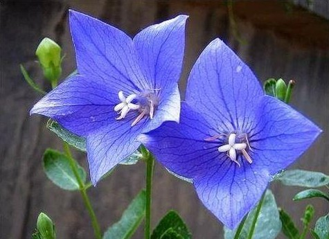 中草藥蜜源植物有哪些（常見的蜜源植物有哪些）