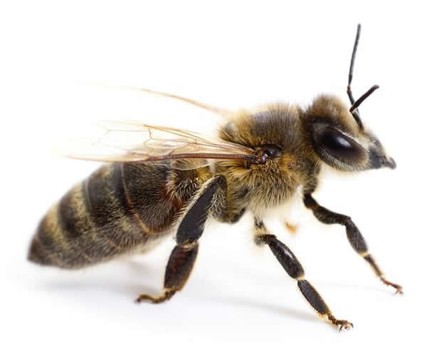 工蜂如何喂養幼蟲的？