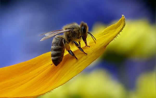 工蜂如何喂養幼蟲的？
