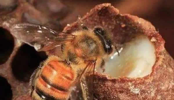 工蜂如何喂養幼蟲的？