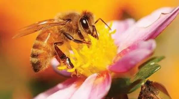 工蜂如何喂養幼蟲的？