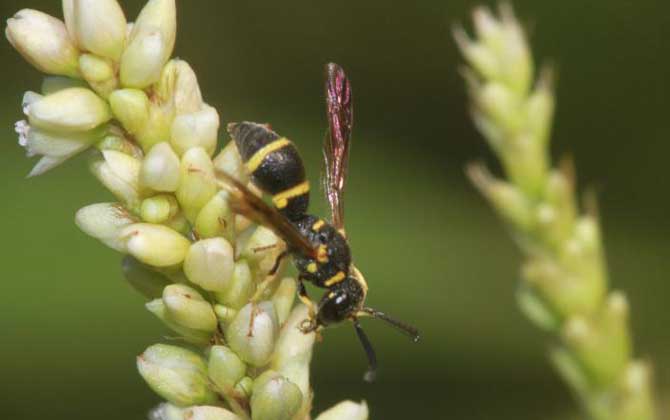 細腰蜂的分布地區