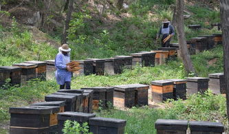 夢到養蜜蜂和養蜂場是什么意思（夢見養蜜蜂）