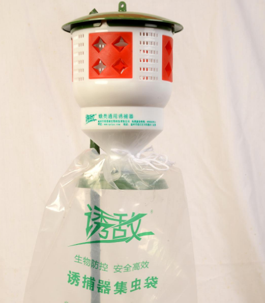 中蜂養(yǎng)蜂場怎樣預防蠟蛾（看看老外如何防治蠟螟）