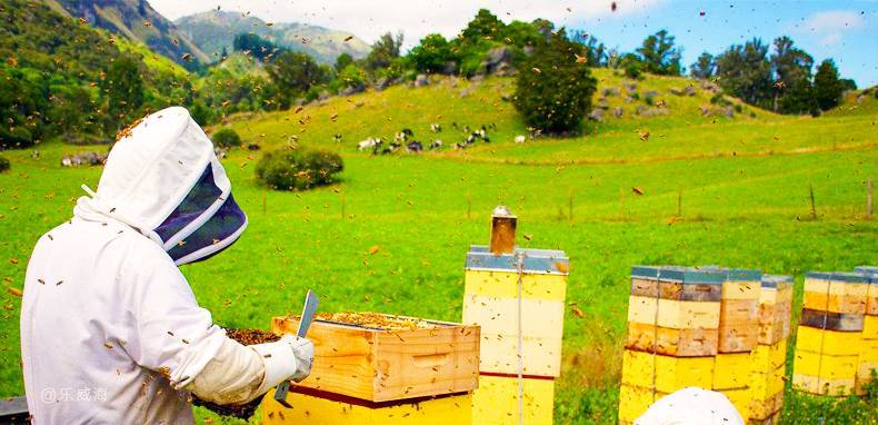 中蜂養(yǎng)蜂場怎樣預防蠟蛾（看看老外如何防治蠟螟）