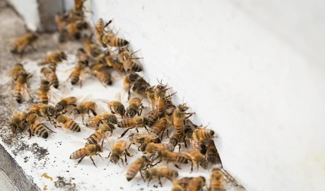 人工分蜂最佳時間是幾點？上午還是下午？